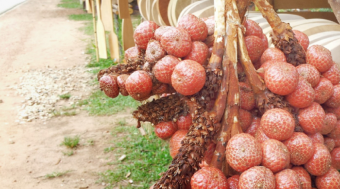 buah kelubi bangka salak belitung kembaran khas mediatani