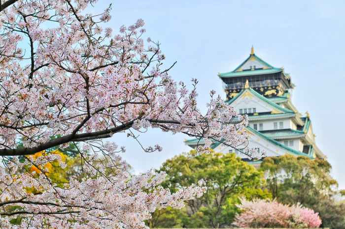 bunga yang terkenal di jepang