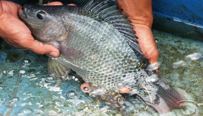 ikan gurame umur 4 bulan terbaru