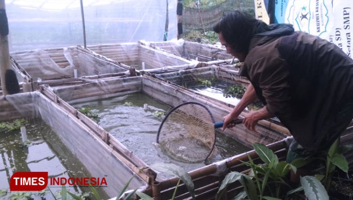 kelemahan budidaya ikan mujair terbaru