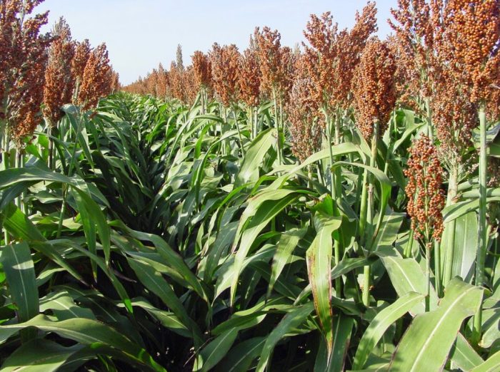 sorgum tanaman palawija sorghum beras berlimpah manfaat pangandaran greeners situbondo lahan jadi pengganti akar digunakan kementan dukung marjinal optimalkan kembangkan