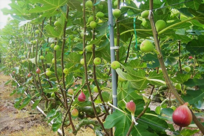 buah tin banyak tumbuh di kota terbaru