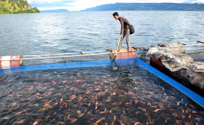 mongabay tambak udang pasangkayu adalah pesisir djpb kkp lahan kabupaten sulawesi alih fungsi korban jawaban perubahan sekaligus iklim