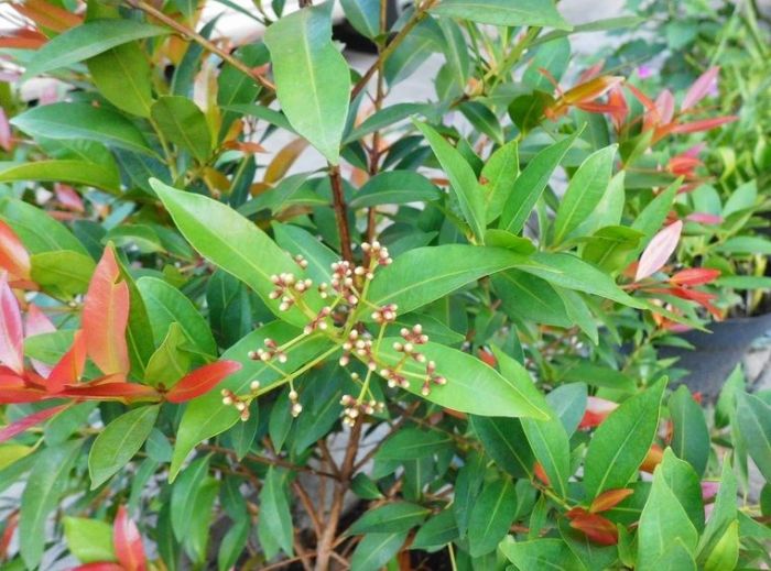 pucuk merah tanaman pemangkasan