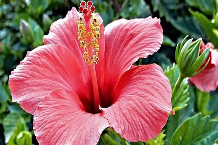 bunga sepatu hibiscus sinensis morfologi malvaceae twig