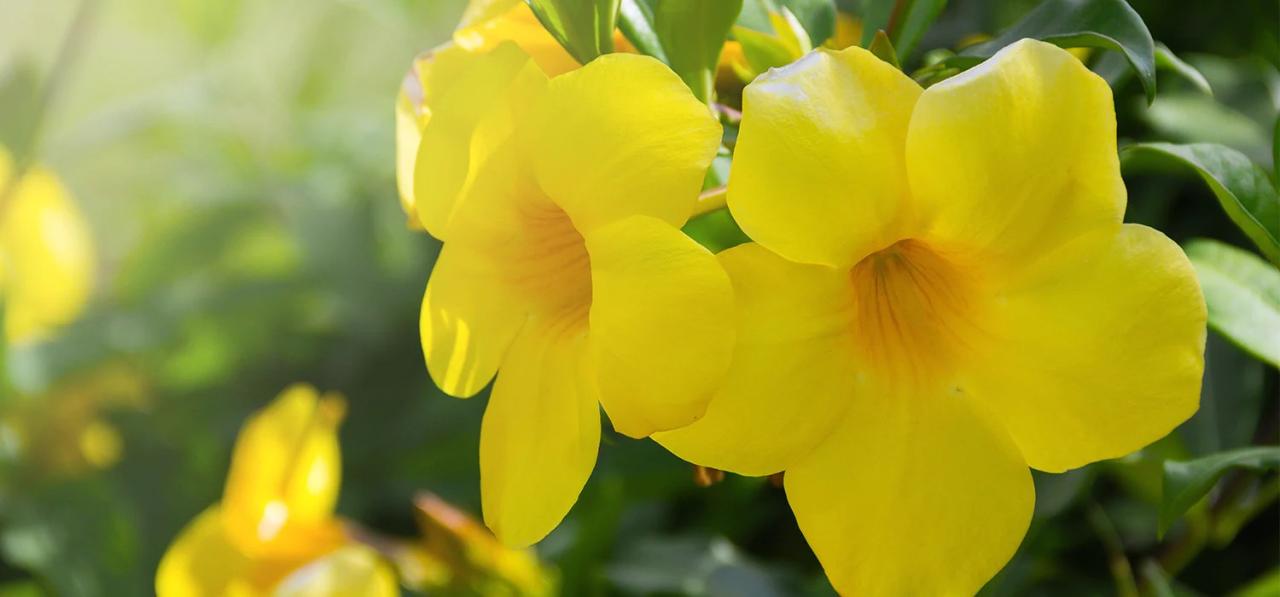 bunga alamanda jenis manfaatnya klasifikasi ciri jika menanam kuning berwarna menyebutnya berbentuk tingginya melihat lonceng pernahkah sampai papan pilih