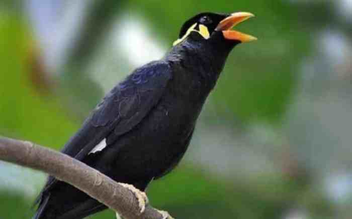 burung beo berkembang biak dengan cara terbaru