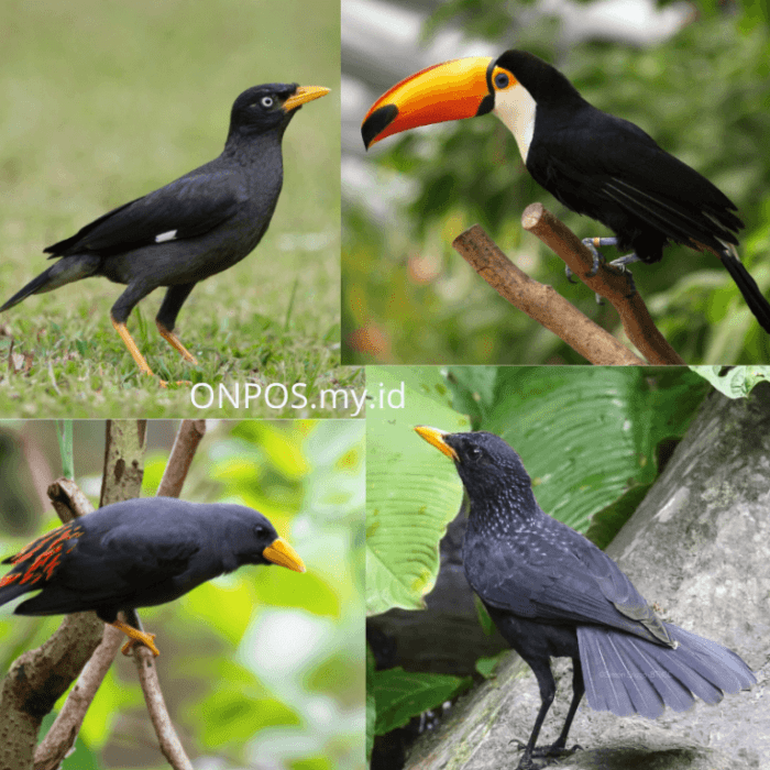 burung kepala kasturi kesturi meniru suara sekitarnya