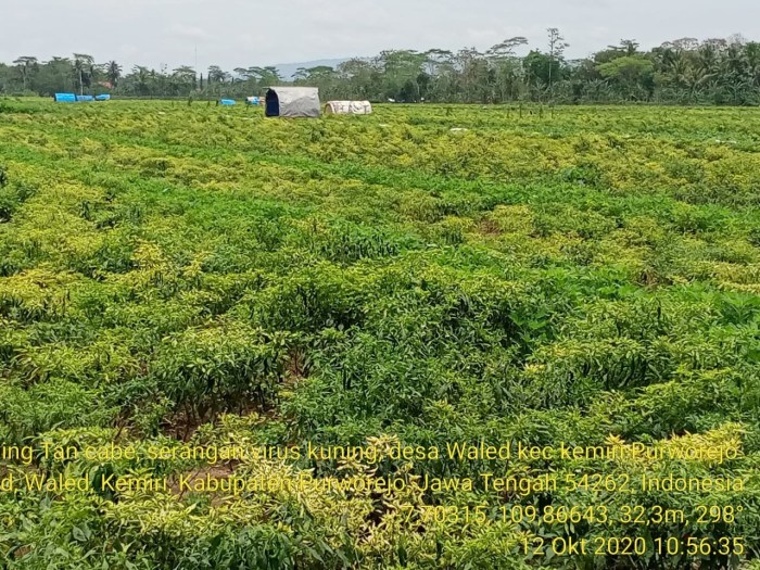 laporan pengamatan tanaman cabai terbaru