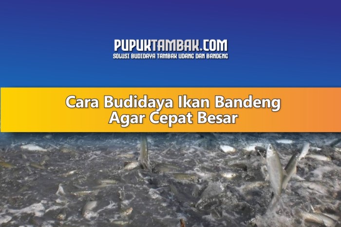 budidaya bandeng berbagai pemula untuk terpal kolam