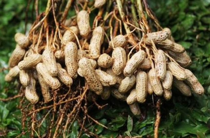 gambar pertumbuhan kacang tanah