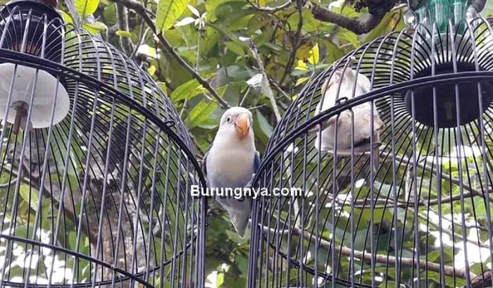 mimpi burung sangkar lepas perkutut arti