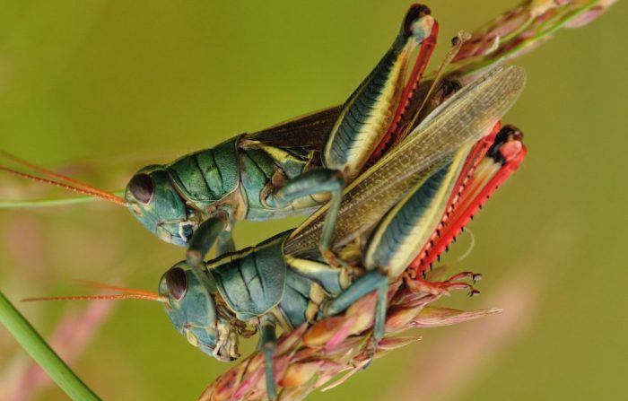 cara berkembang biak kaktus terbaru