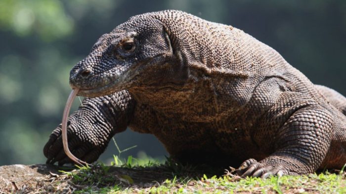 komodo melestarikan cara jenis