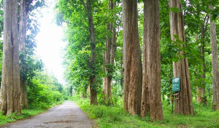 hutan jati gunungkidul jadi menelisik kisah