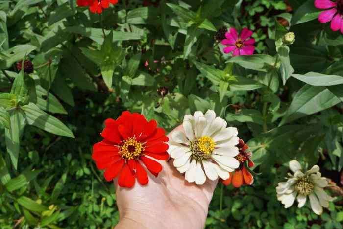 bagian bagian bunga zinnia