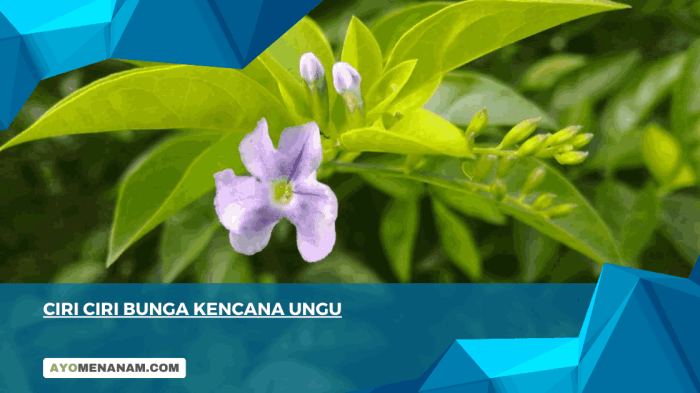 ruellia bunga ungu kencana tuberosa manfaat kesehatan tahu ternyata wajib biru tanaman tunjung detik akcdn liar kasiat tumbuhan berwarna