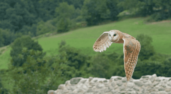 syair burung hantu hari ini terbaru