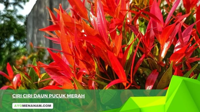 ciri ciri daun pucuk merah