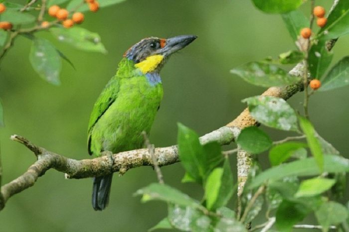 burung takur berasal dari negara