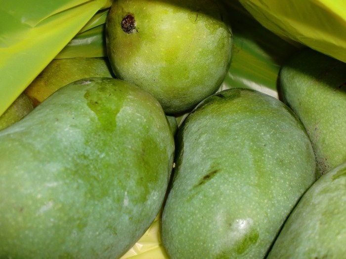 mangga arumanis buah ciri bibit