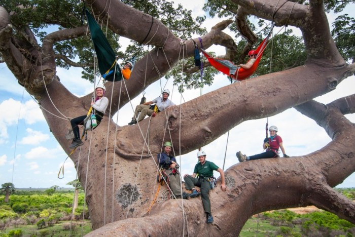 i wonder how to climb trees without