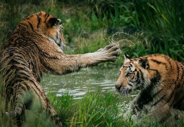 kelompok interaksi antar ciri pengertian kumparan perbesar