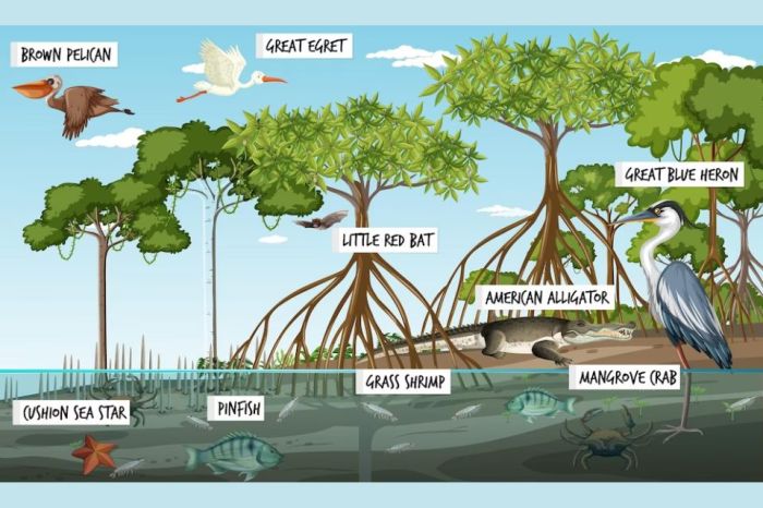rantai makanan ekosistem kolam