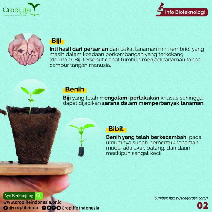 perbedaan benih dan bibit terbaru