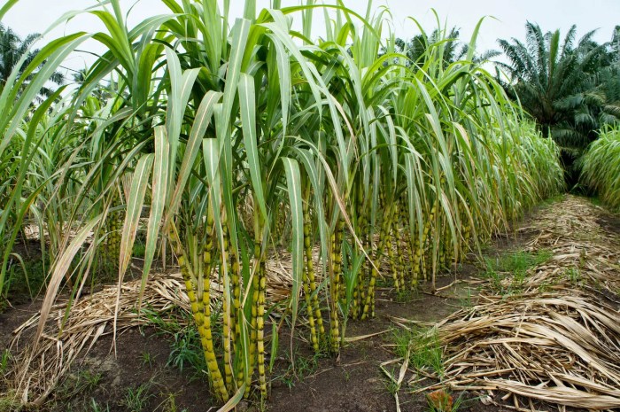tebu tanaman tumbuhan monokotil biak berkembang menanam pengertian untuk ladang yang pada agrozine ekonomi perak dahulu dikotil beserta contohnya molasses