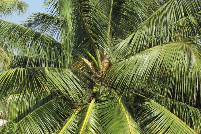 bahasa arab pohon kelapa terbaru