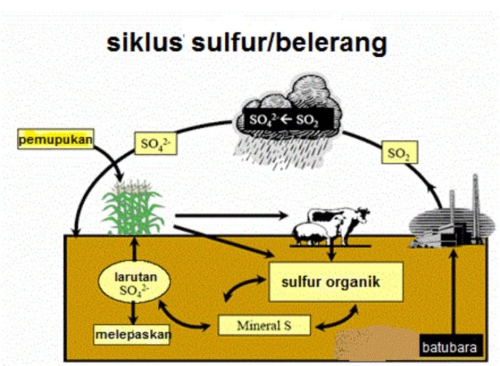 fungsi sulfur pada tanaman