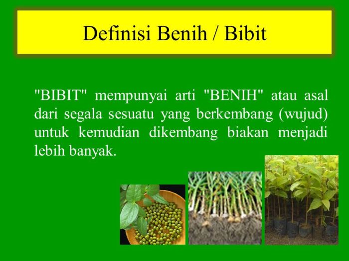 perbedaan bibit dan benih terbaru