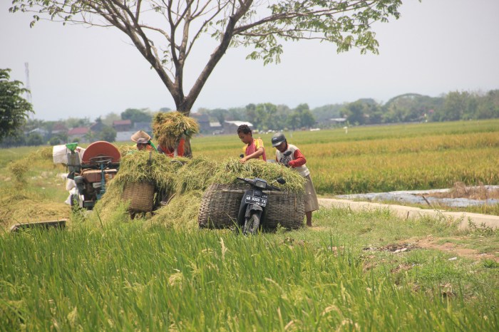 petani kelembagaan pengertian lembaga tani pemuda