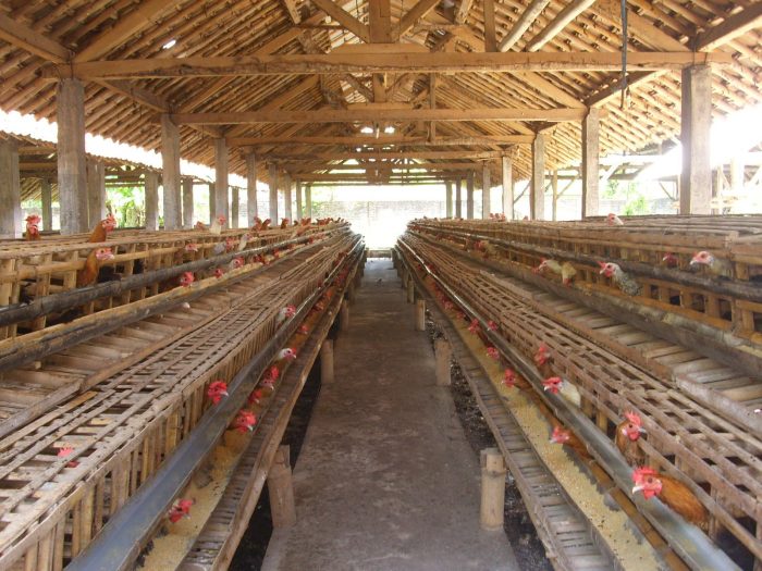 ayam petelur kandang budidaya sarana butuhkan peralatan