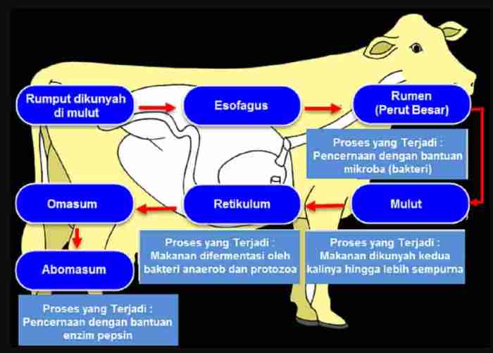 deskripsi bagian tentang sapi terbaru