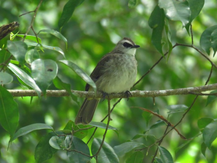 jenis burung pemakan biji bijian