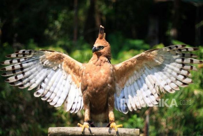 garuda elang burung jawa lambang bukanlah editan unduh banyak kaskus bahwa mengira orang kabut