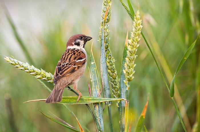 burung pipit yang kecil lirik