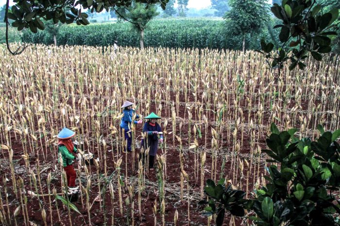 umur jagung berapa bulan terbaru