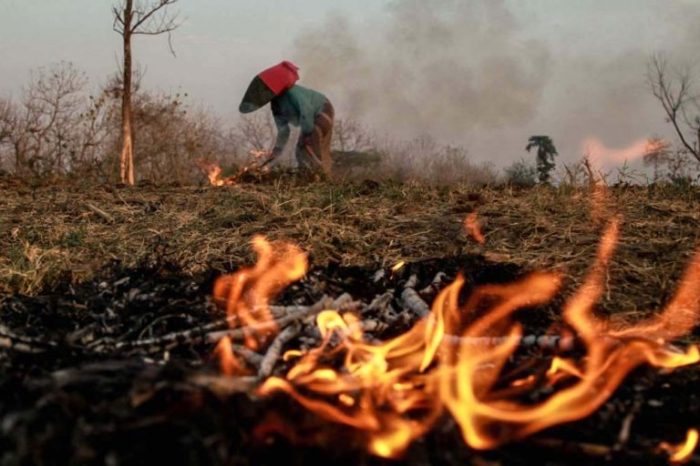 Contoh kalimat opini tentang kebakaran hutan