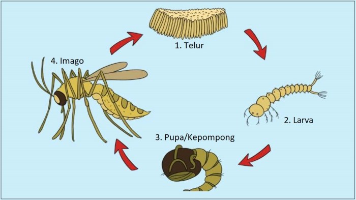 gambar siklus hidup lebah terbaru