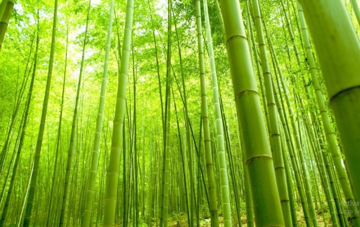 jelaskan ciri khusus dari pohon bambu terbaru
