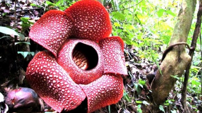 gambar flora di sulawesi