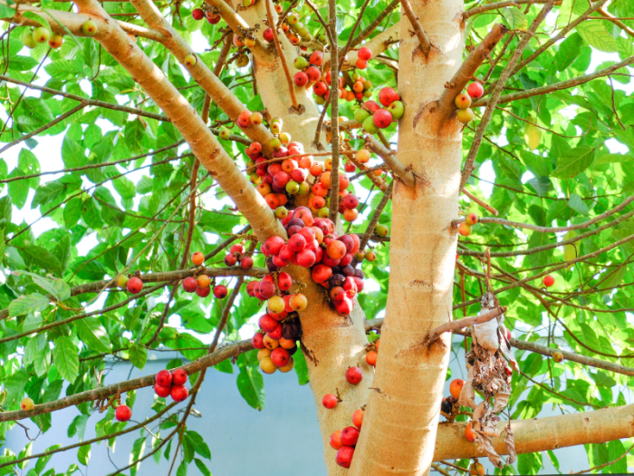 pohon ara yang tidak berbuah