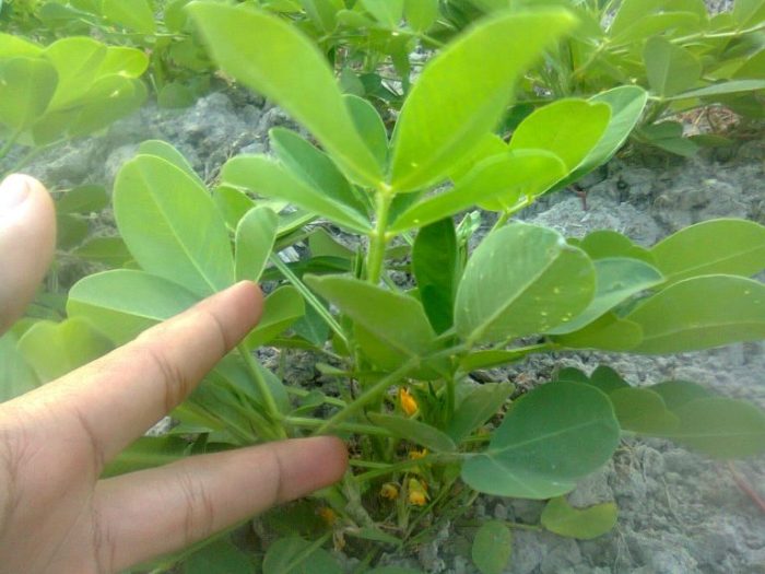 kenikir daun flavonoid kandungan berbagai habitat ketinggian fenolik unair