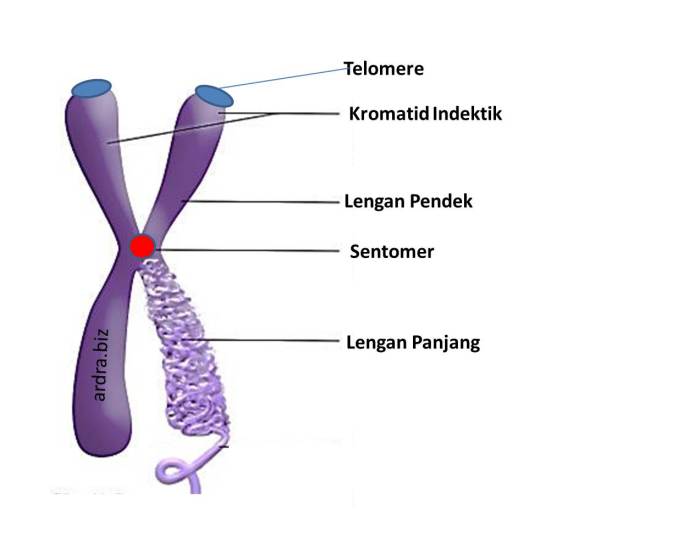 struktur kromosom dan bagiannya terbaru