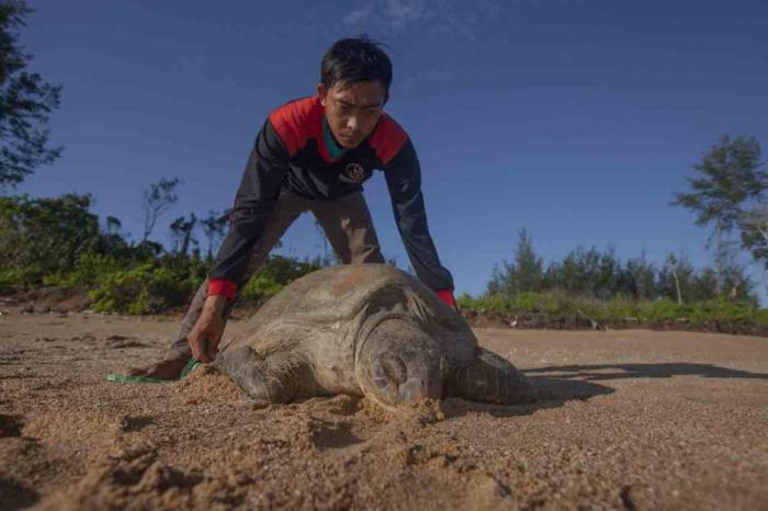 cara pelestarian penyu hijau terbaru