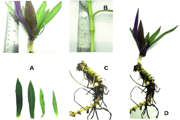 gambar daun nanas kerang