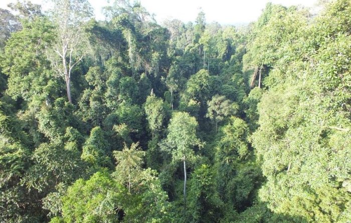 vegetasi hutan hujan tropis terbaru